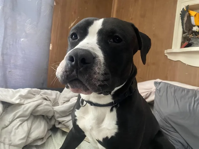 Princeton thumbnail 3