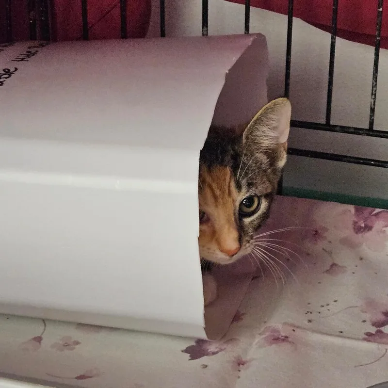 A baby small-sized female Calico Domestic Short Hair cat named Sage for adoption in Oneonta, NY
