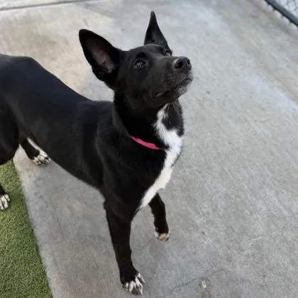 An adult medium-sized female Mixed Breed dog named Onyx for adoption in West Chester, PA
