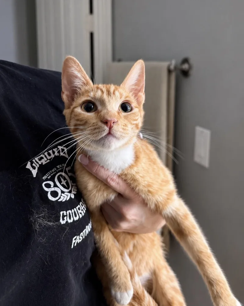 A baby medium-sized female Tabby (Orange / Red) Domestic Short Hair cat named Miss Boots for adoption in Coachella, CA