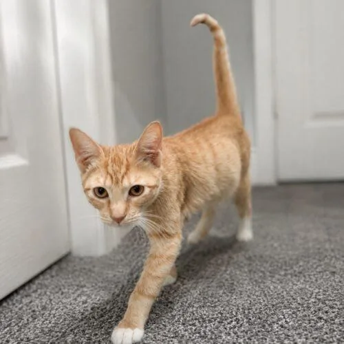 Miss Boots thumbnail 2