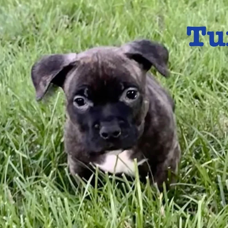 A baby medium-sized male Brindle American Staffordshire Terrier dog named Turbo for adoption in Olathe, KS