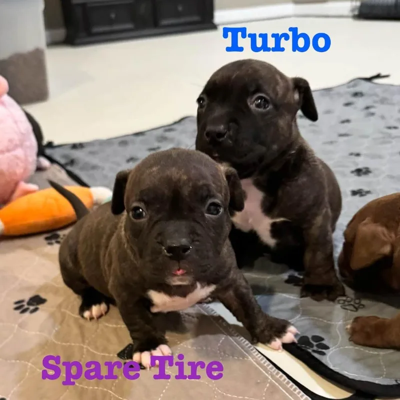 Turbo thumbnail 3