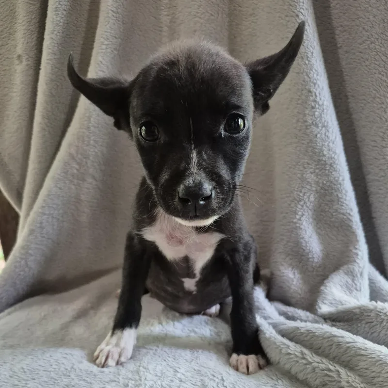 A baby small-sized female Black Jack Russell Terrier dog named Fi for adoption in Mobile , AL
