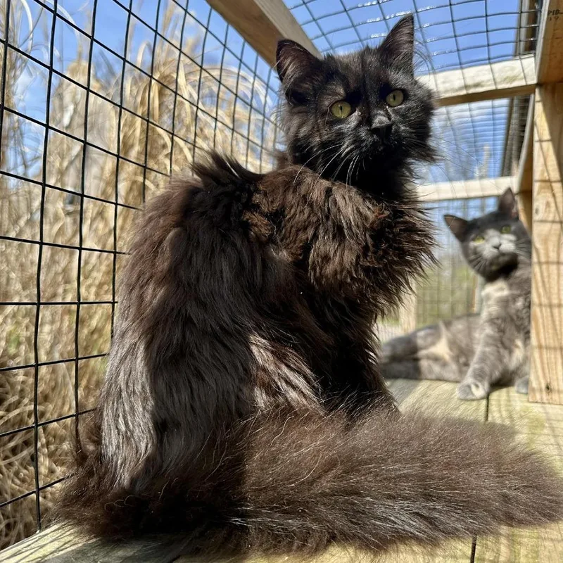 A young small-sized male Black Domestic Long Hair cat named Poppyseed for adoption in Leechburg, PA