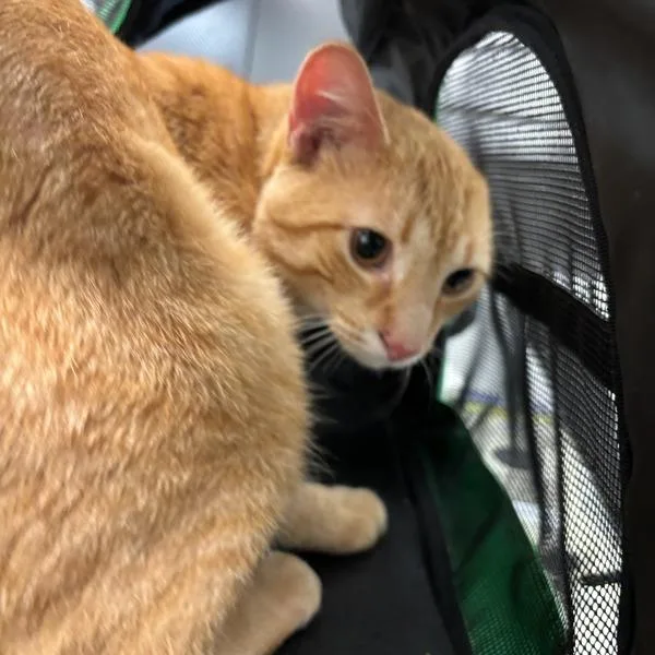 A young small-sized male Domestic Short Hair cat named Teo for adoption in Des Moines, IA