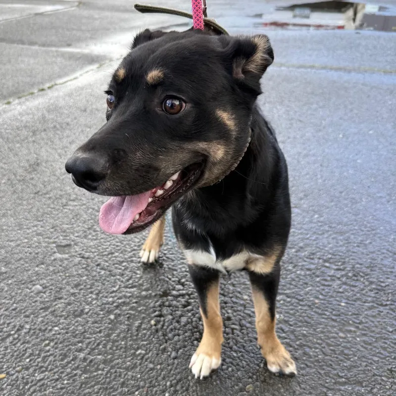 A young small-sized female Black Border Collie dog named Sandy for adoption in Oakville, WA