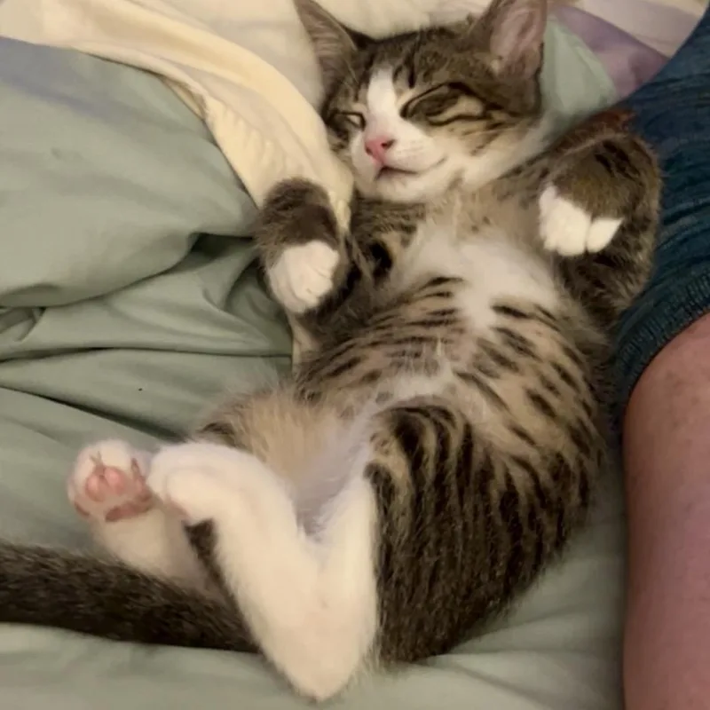 A baby small-sized male Brown / Chocolate Domestic Short Hair cat named Walter for adoption in Pleasant Hill, CA