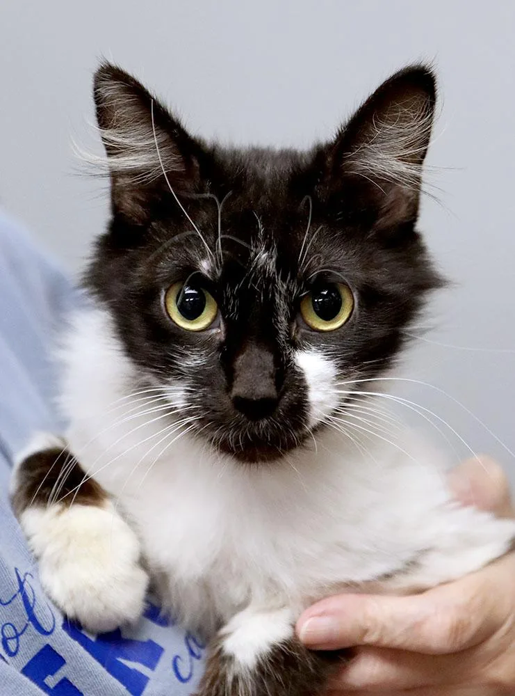 An adult medium-sized male Black & White / Tuxedo Domestic Medium Hair cat named Jameson for adoption in Kansas City, KS