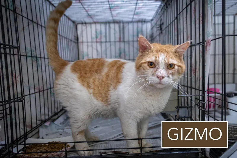 Gizmo thumbnail 2