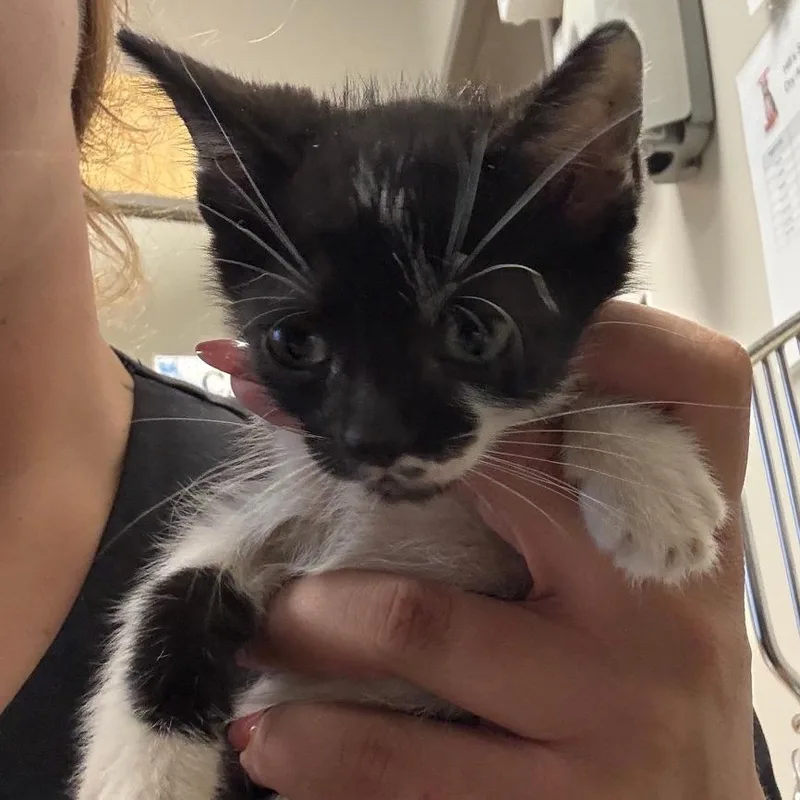 A baby small-sized female Domestic Short Hair cat named Huney  U for adoption in Tupelo, MS