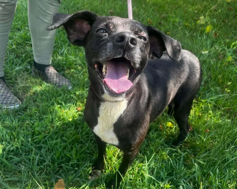 An adult medium-sized female Terrier dog named Harper for adoption in Anniston, AL