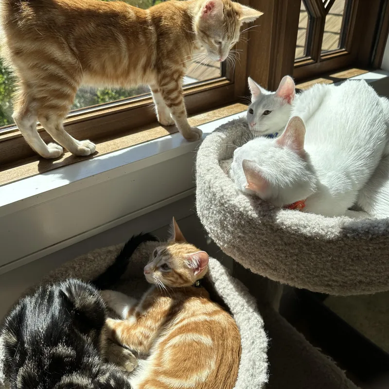 Melbourne thumbnail 5