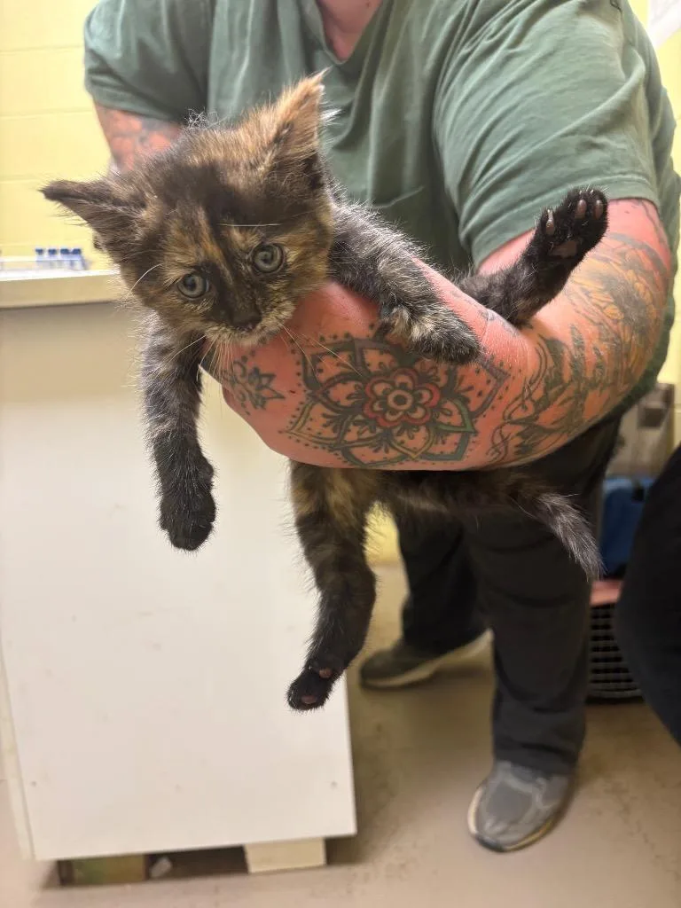 A baby small-sized female Domestic Short Hair cat named Mocha for adoption in Crossville, TN