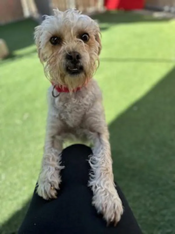 An adult small-sized female Terrier dog named Guppy for adoption in Oceanside, CA