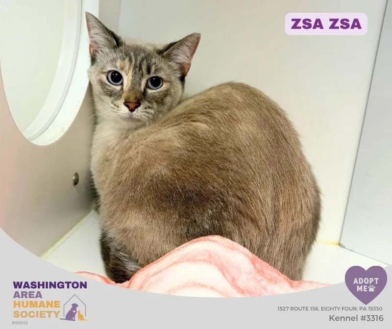 An adult medium-sized female Siamese cat named Zsa Zsa for adoption in Eighty Four, PA