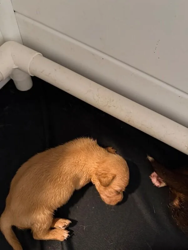 Onion thumbnail 2