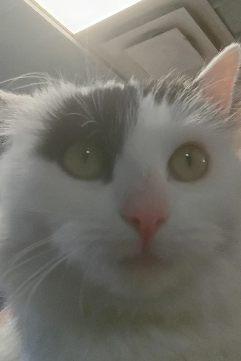 A young medium-sized female Black Domestic Long Hair cat named Marbles for adoption in New Philadelphia, OH