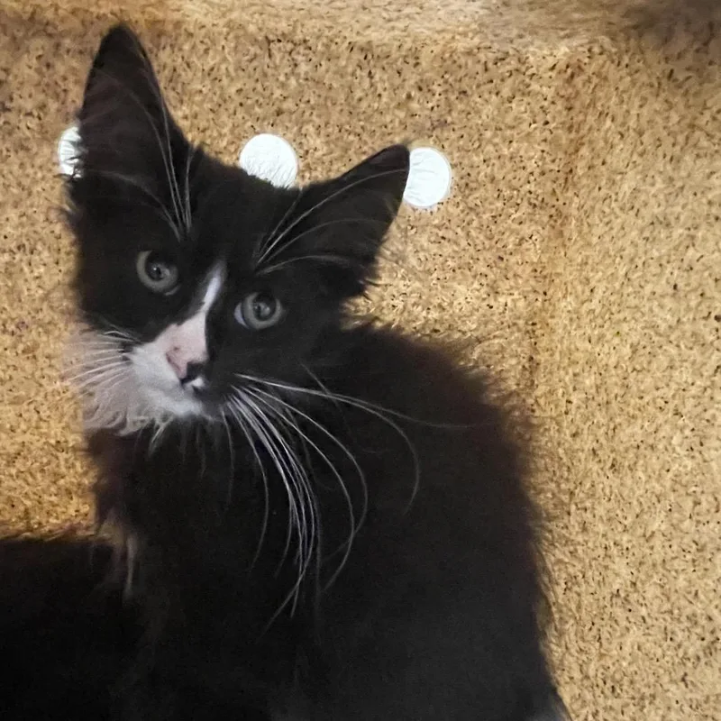 A baby small-sized male Black Domestic Medium Hair cat named Louis for adoption in Pasadena, CA