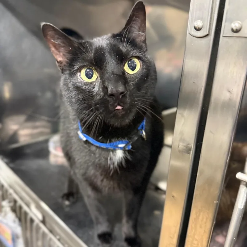 An adult medium-sized male Black Domestic Short Hair cat named Vader for adoption in Bridgeville, PA