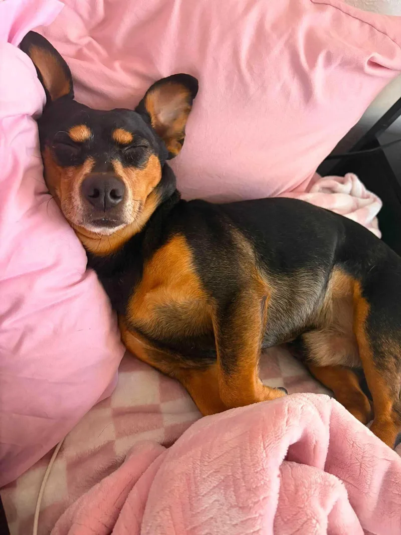 An adult small-sized male Tricolor (Brown, Black, & White) Dachshund dog named Oscar for adoption in Bar Nunn, WY