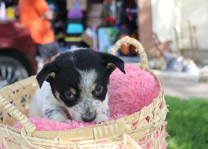 A baby medium-sized female Tricolor (Brown, Black, & White) Mixed Breed dog named Sassy for adoption in Pflugerville, TX