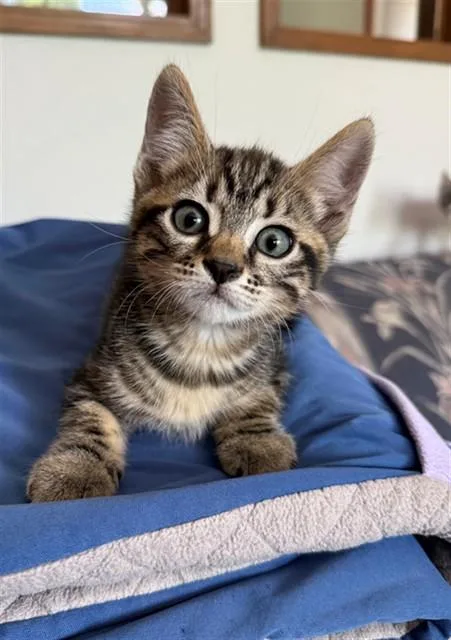 A baby small-sized female Domestic Short Hair cat named Sonya for adoption in Sacramento, CA