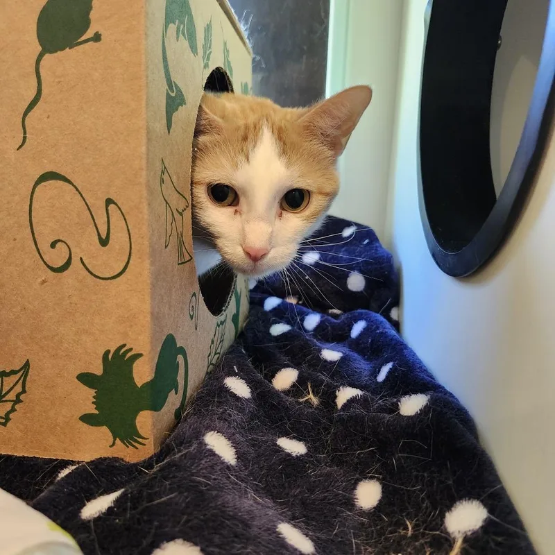 An adult large-sized female White Domestic Short Hair cat named Alicia for adoption in Saint Charles, MO