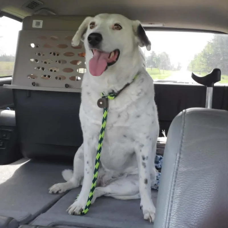 An adult medium-sized female Shepherd dog named Alysheba for adoption in Goshen, KY