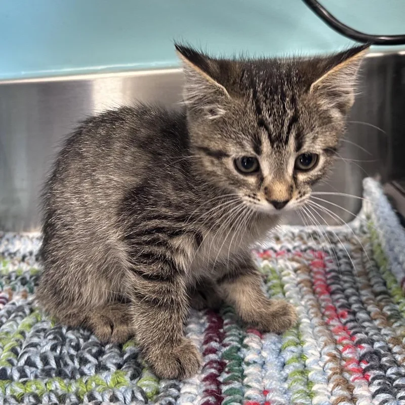 A baby small-sized male Brown / Chocolate Domestic Short Hair cat named Poseidon for adoption in Mount Vernon, IN