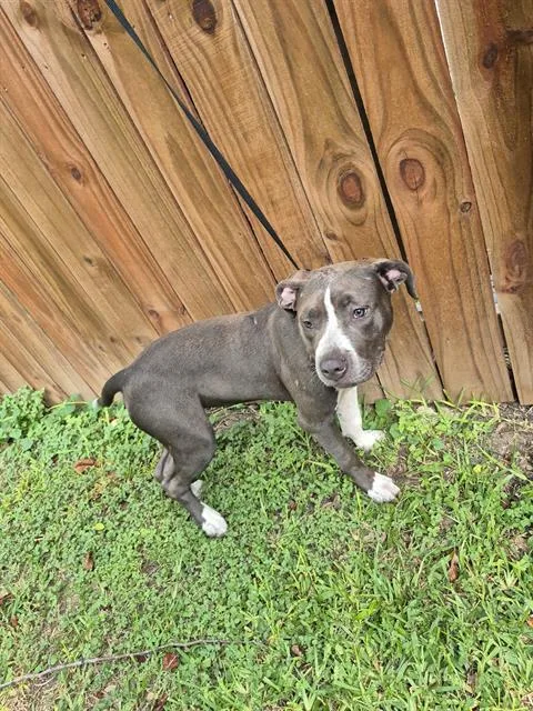 A young medium-sized female American Staffordshire Terrier dog named Max for adoption in San Antonio, TX