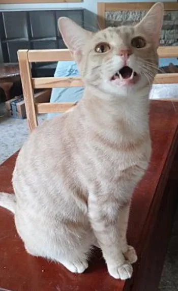 Ting Ting  Co thumbnail 3