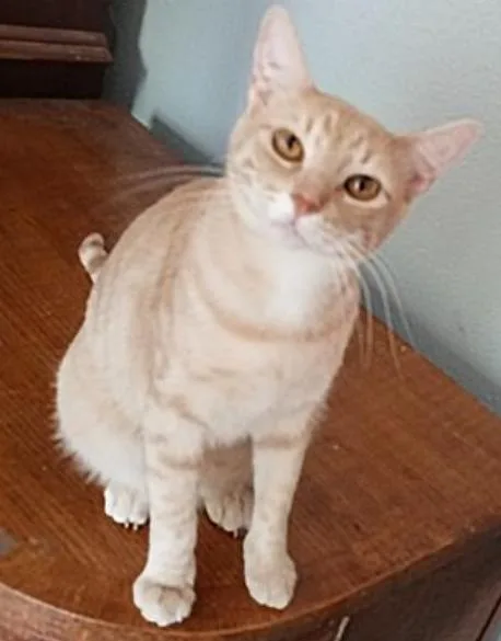 Ting Ting  Co thumbnail 6