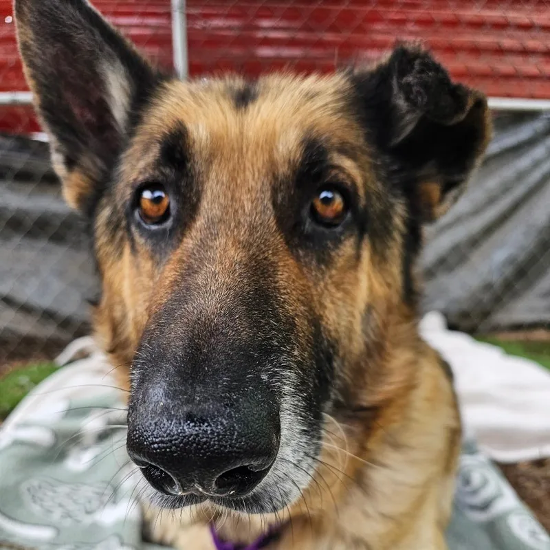 A senior large-sized male Yellow / Tan / Blond / Fawn German Shepherd Dog dog named Aslan for adoption in Austin, TX