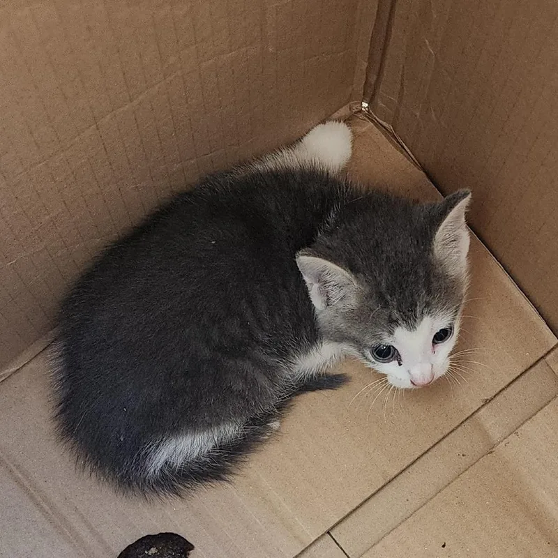 A baby small-sized male Gray / Blue / Silver Domestic Short Hair cat named Phish Food for adoption in Greensboro, NC