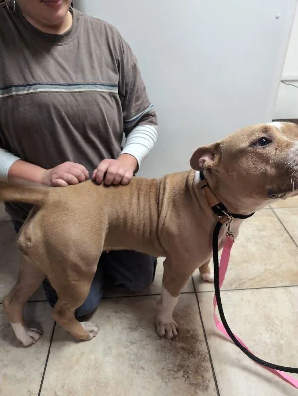 An adult large-sized female Yellow / Tan / Blond / Fawn Mixed Breed dog named Sweet Angel Baby Princess for adoption in Cincinnati, OH