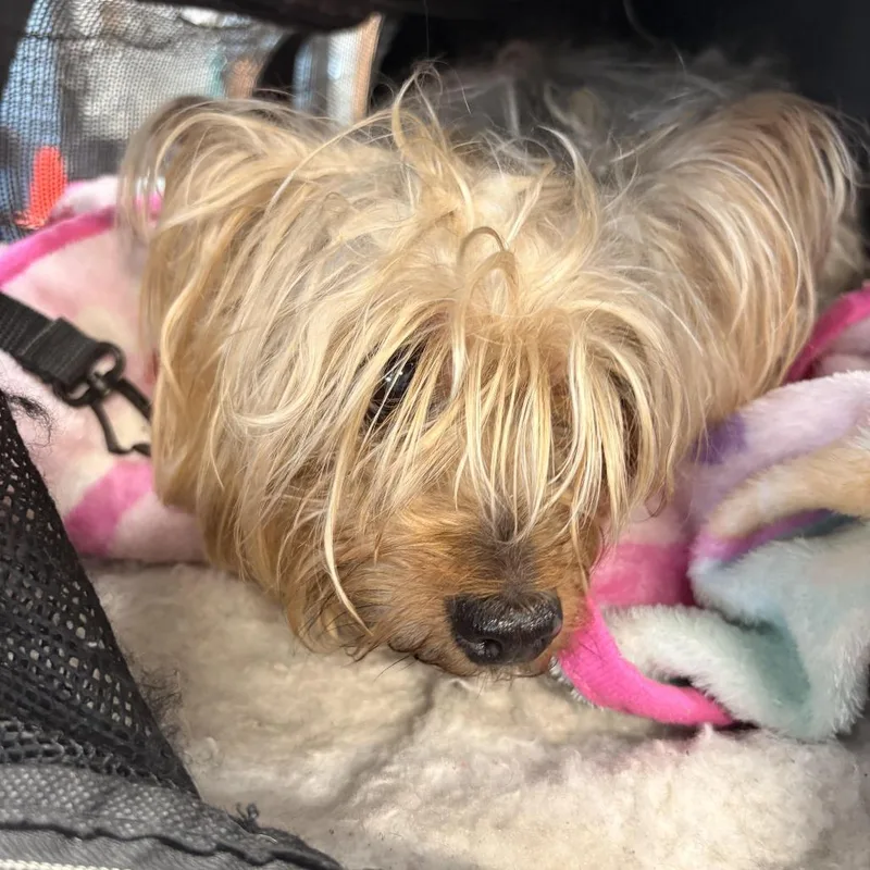 A senior small-sized female Brown / Chocolate Yorkshire Terrier dog named Star for adoption in Newark, NJ