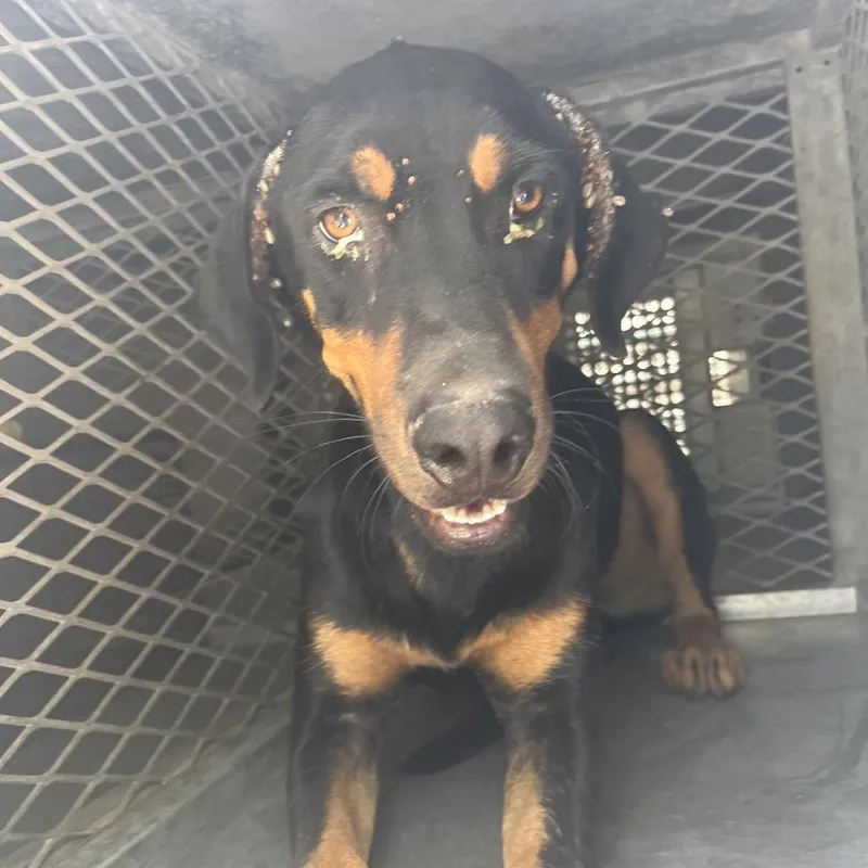 An adult medium-sized male Black Doberman Pinscher dog named Duke Kaboom for adoption in Edinburg, TX