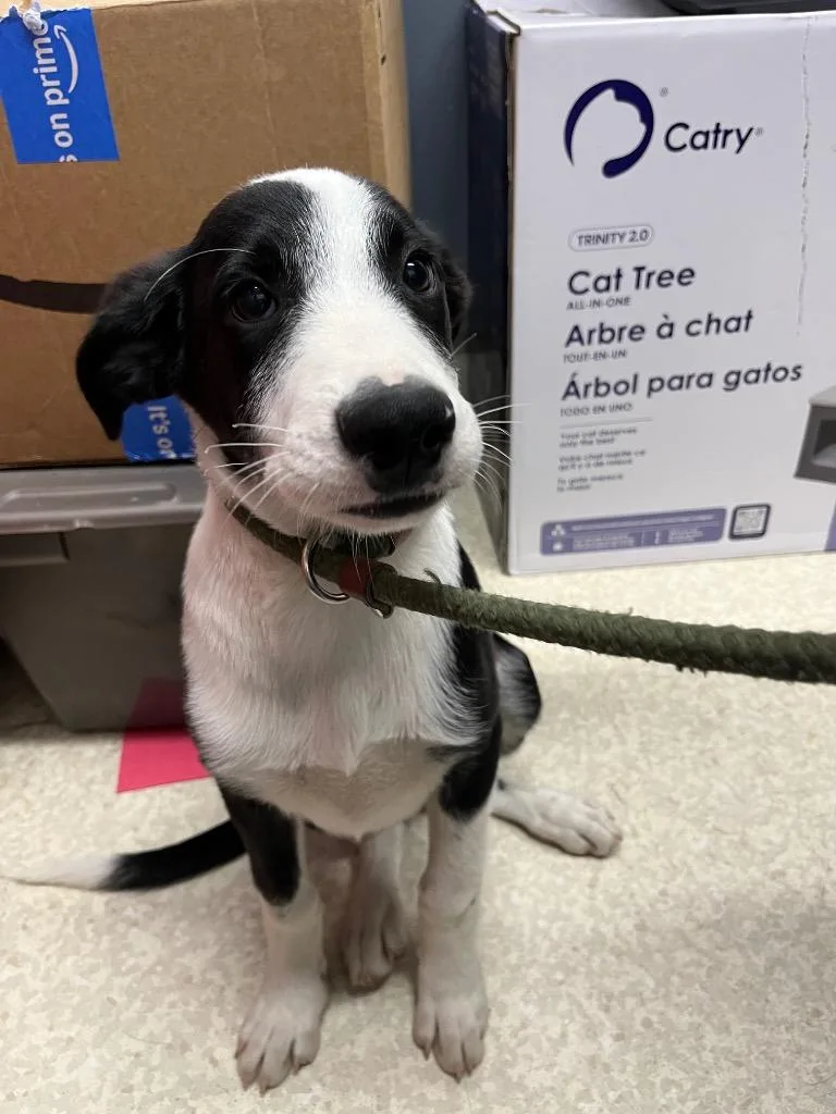 A baby medium-sized male Border Collie dog named Sam for adoption in Virginia, MN