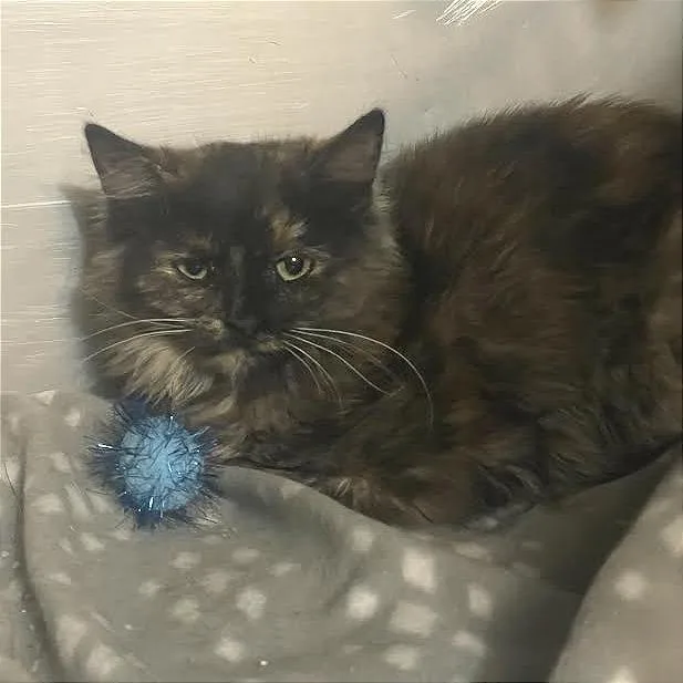 A baby small-sized female Tortoiseshell Domestic Medium Hair cat named Amber for adoption in Prescott, AZ