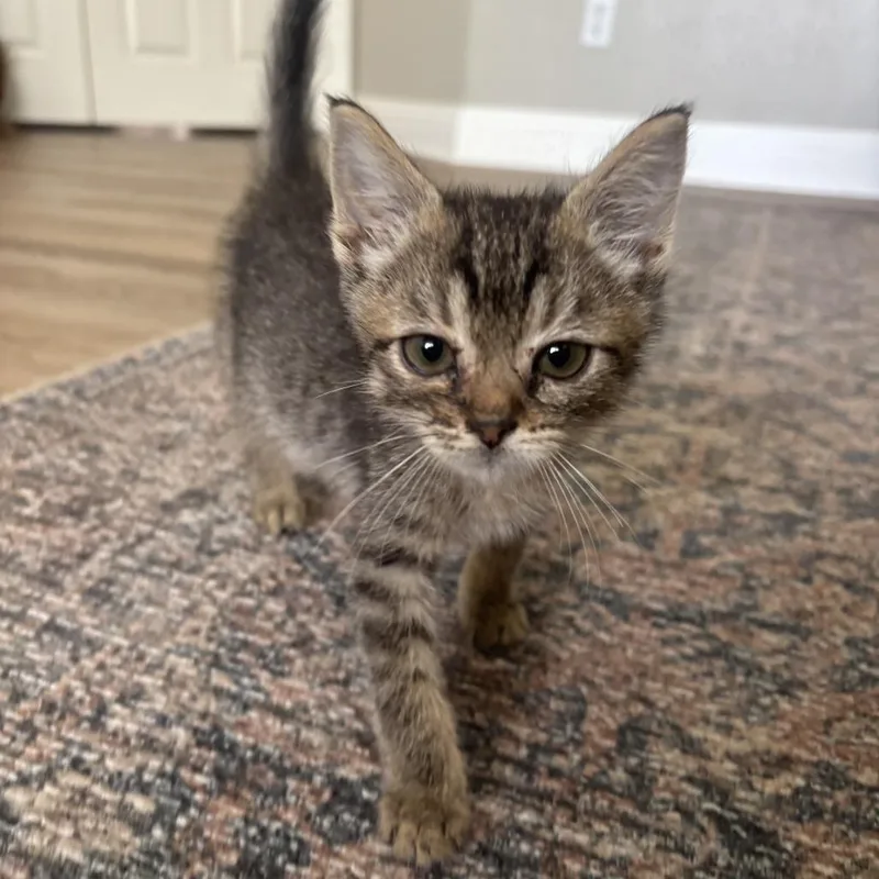 A baby small-sized female Brown / Chocolate Domestic Short Hair cat named Sprite for adoption in San Diego, CA