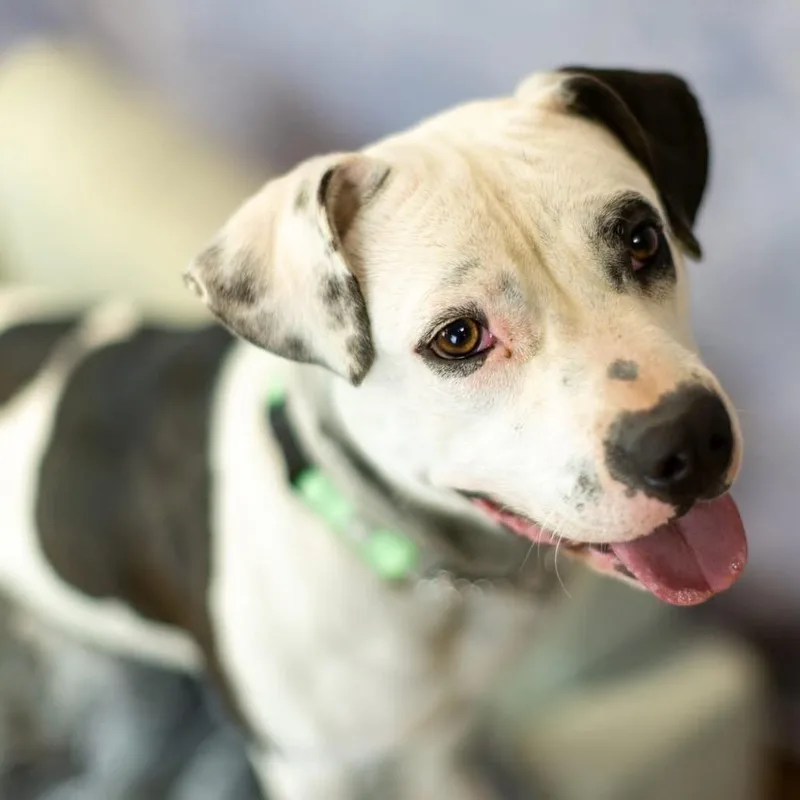 Camerona thumbnail 2