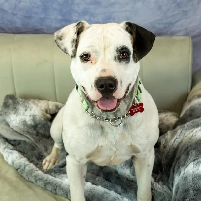 Camerona thumbnail 3