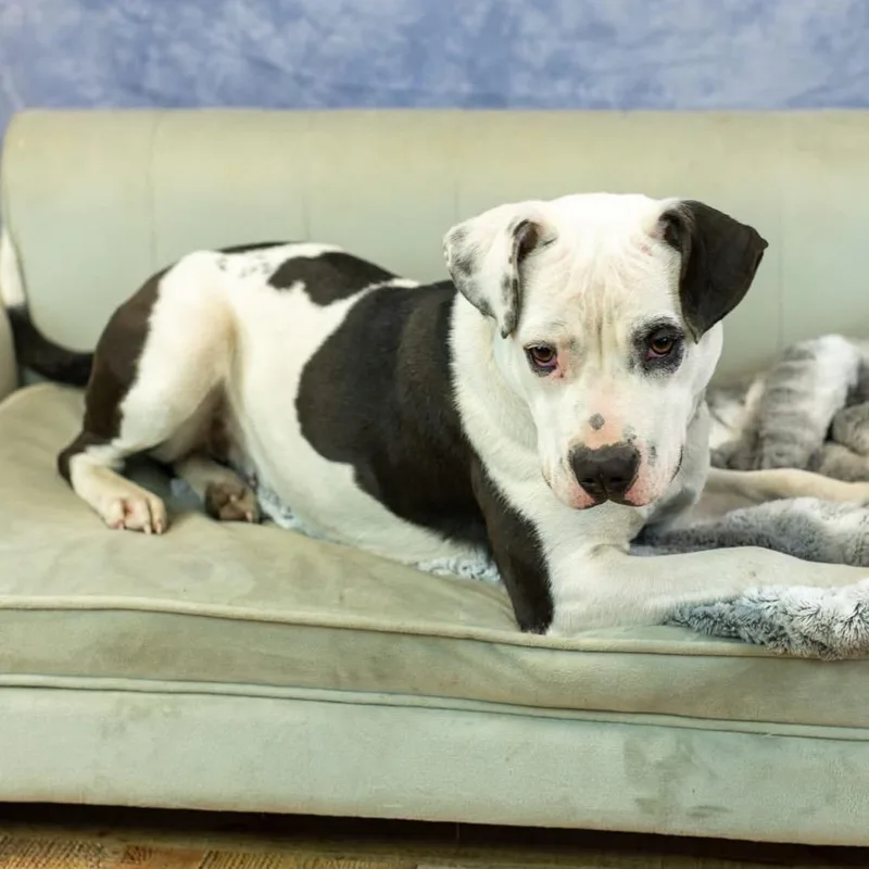 Camerona thumbnail 4