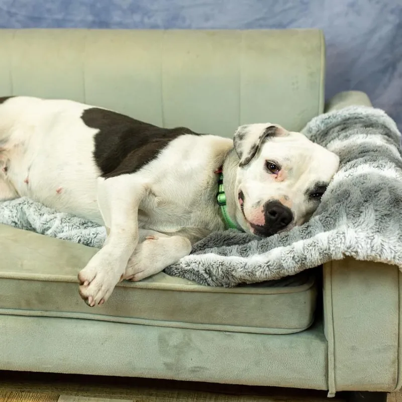 Camerona thumbnail 5