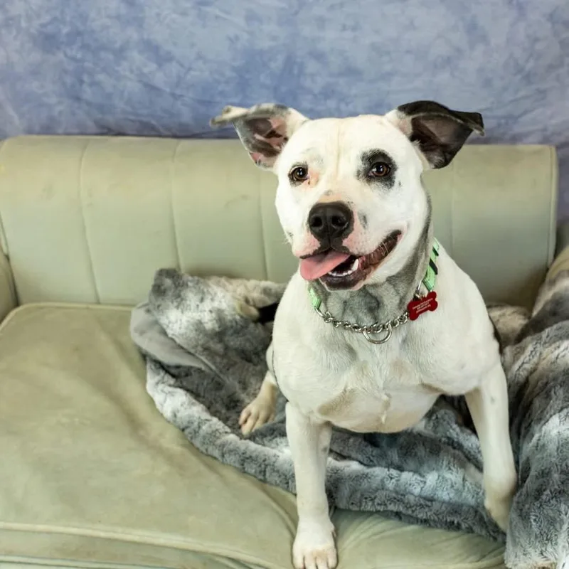 Camerona thumbnail 6