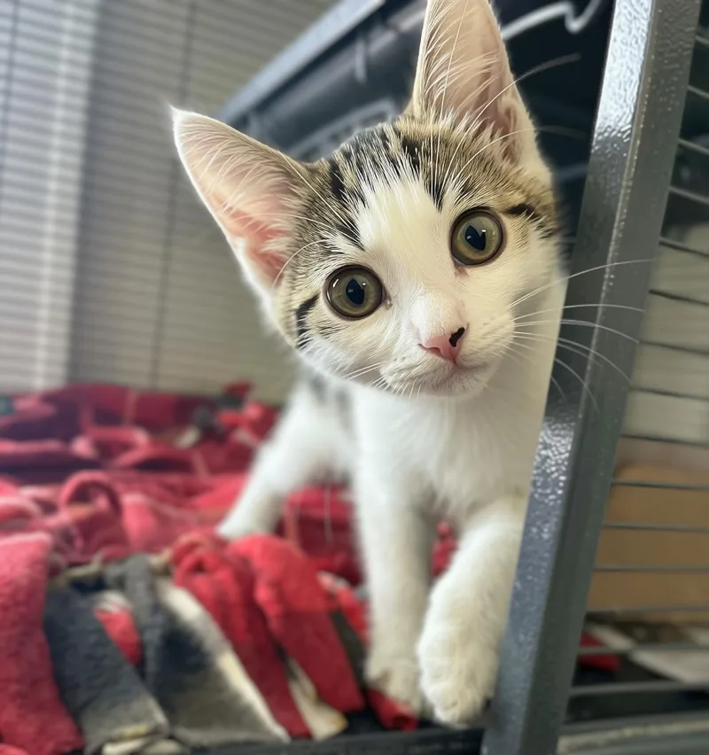 A baby medium-sized female Tabby (Brown / Chocolate) Domestic Short Hair cat named Ice Cream for adoption in Seville, OH