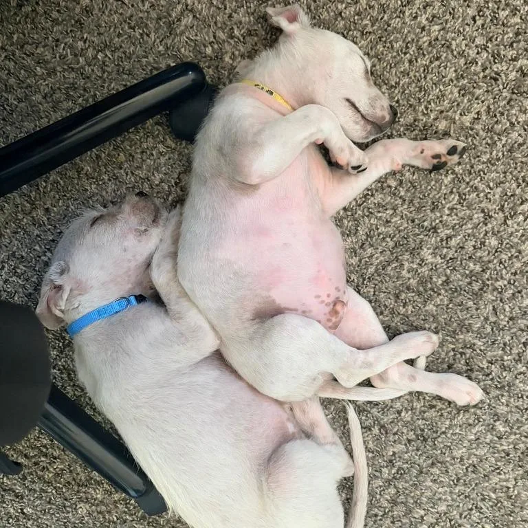 A baby small-sized male Terrier dog named Rick for adoption in Parker, CO