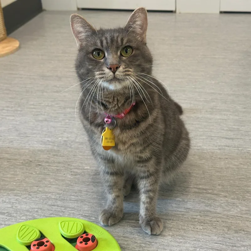 An adult small-sized female Domestic Short Hair cat named Feebee for adoption in Port Washington, NY