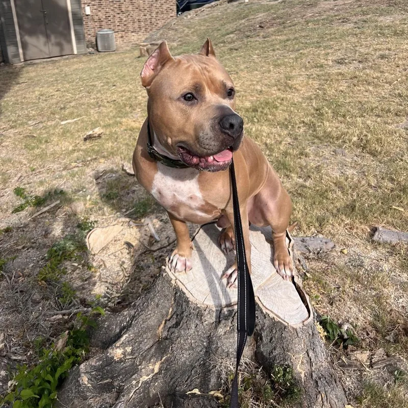 An adult large-sized male Golden Pit Bull Terrier dog named Kodabear for adoption in Dallas, TX